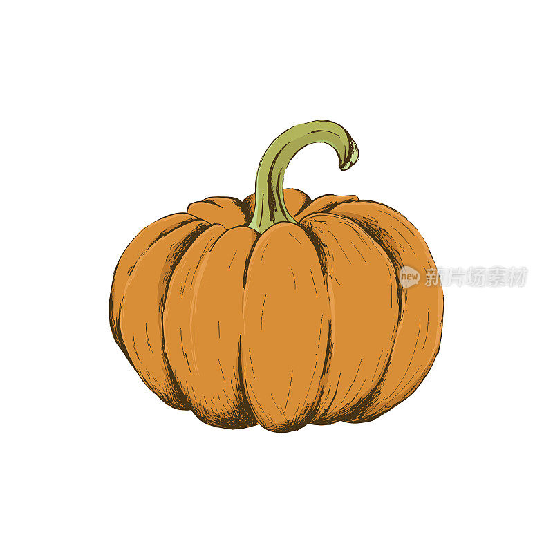 Orange pumpkin vector illustration.